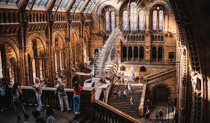 A large animal skeleton hanging from the ceiling of a classic building.