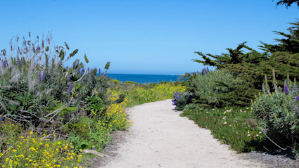 A scenic coastal path in Carmel, CA, bordered by lush greenery and vibrant wildflowers, leading towards the ocean under a clear blue sky. This image captures the allure and natural beauty of Carmel, making it an appealing destination for buyers seeking a luxury vacation home in a trending market.