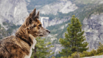 A dog against a mountainous backdrop, showing why the valley’s dramatic views make Yosemite a bucket-list stop for dog-friendly vacations.