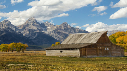 A rustic wooden barn sits in a golden field dotted with vibrant yellow autumn foliage, set against the dramatic Teton mountain range in Jackson Hole, Wyoming. The clear blue sky and colorful trees capture the essence of fall, making this image a perfect visual for showcasing the region's breathtaking autumn colors.