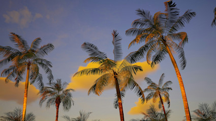 Tall palm trees silhouetted against a twilight sky in Maui evoke a tranquil, tropical paradise ideal for private island winter escapes. The serene colors and open sky invite thoughts of luxury retreats and secluded relaxation.
