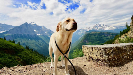 A yellow Labrador walks along a wooded trail with snowy mountain peaks behind it, a nice escape for pet-friendly weekend getaways.