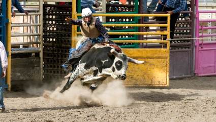 A person rides a cow at the rodeo, one of the top places for Steamboat Springs summer activities.