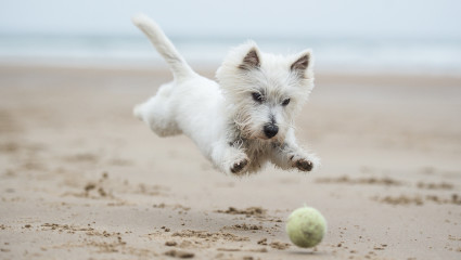 A dog chases a ball at the beach, a fun activity for pet-friendly vacations at Hilton Head.