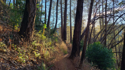  A photo of Bothe-Napa Valley State Park, one of the best places to see Napa Valley fall colors.