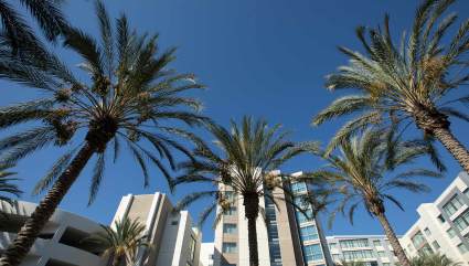 Palm trees line the street in front of a building in anaheim, one of the best spring break ideas for families.