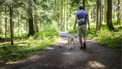 A man and his dog explore forest trails in Hocking Hills, Ohio, a peaceful retreat perfect for pet-friendly weekend getaways.
