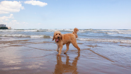 A dog plays in the water of Lake Michigan at a dog beach, showcasing why Chicago makes the list of best pet-friendly vacations.