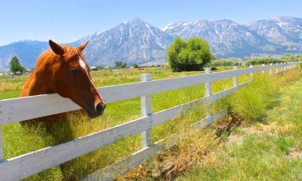 A horse peers over a fence with the mountains in the background in Lake Tahoe in summer.