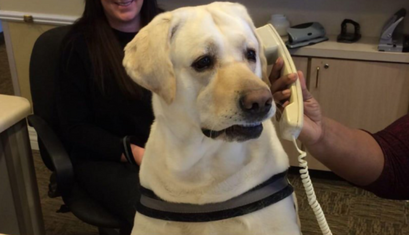 a dog with a phone to his ear looking confused