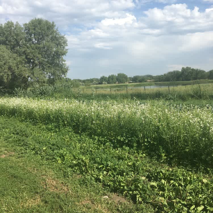 Grantee Mad Agriculture works with farmers to develop Carbon Farming Plans, which build soil health, sequester greenhouse gases, and increase farm productivity.