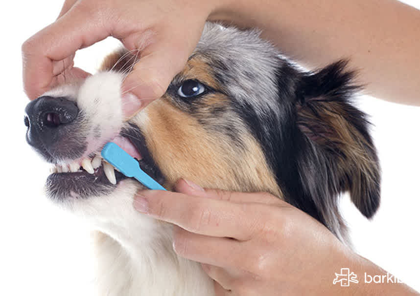 Repetirse Antecedente misil Cómo limpiar los dientes de los perros si no se deja | Barkibu