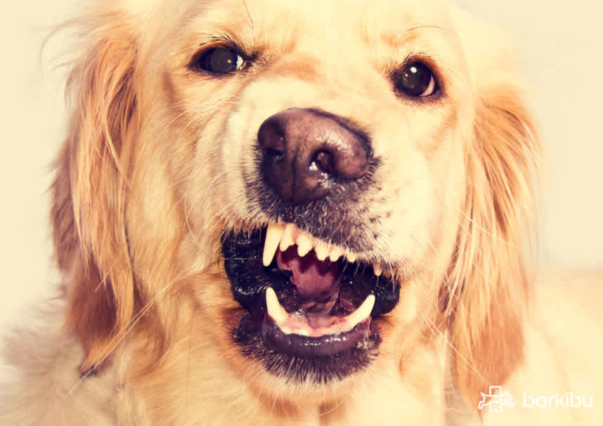 meu-cão-tem-dentes-podres