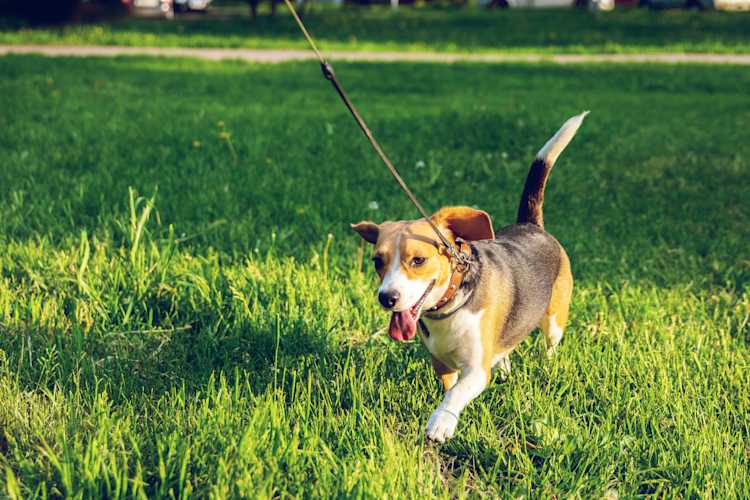perro en el parque