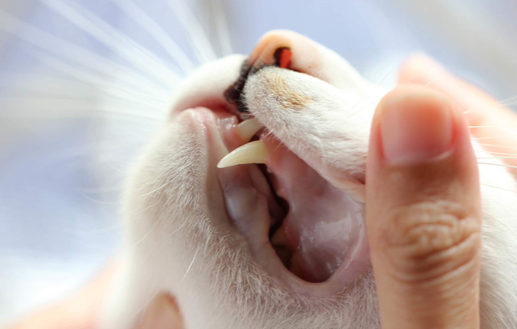 Is It Normal For Cats To Have Black Spots On Their Tongue