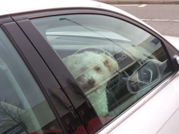 perro golpe de calor en el coche