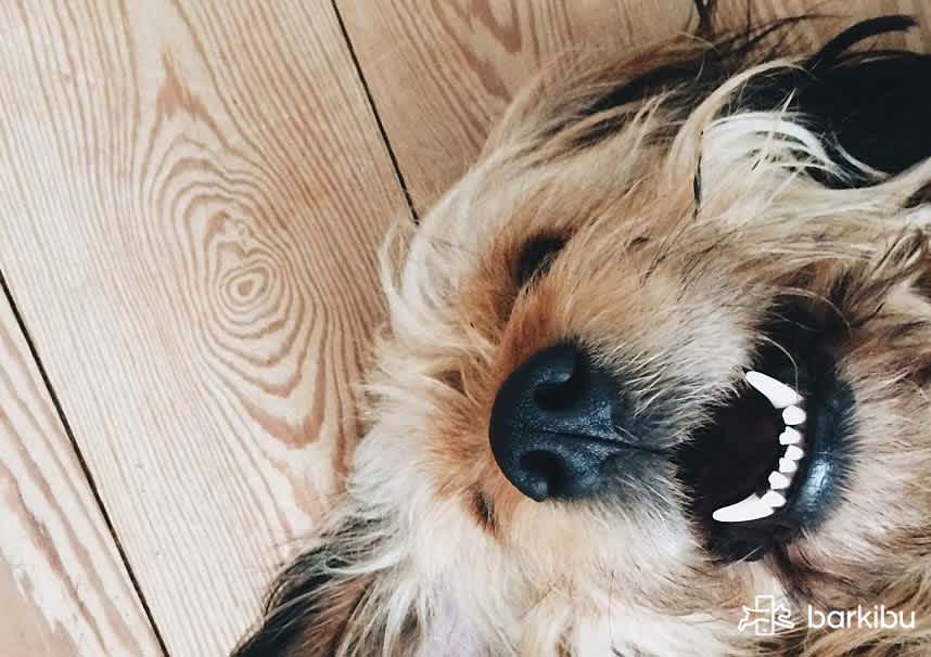 my-dog-is-going-blind