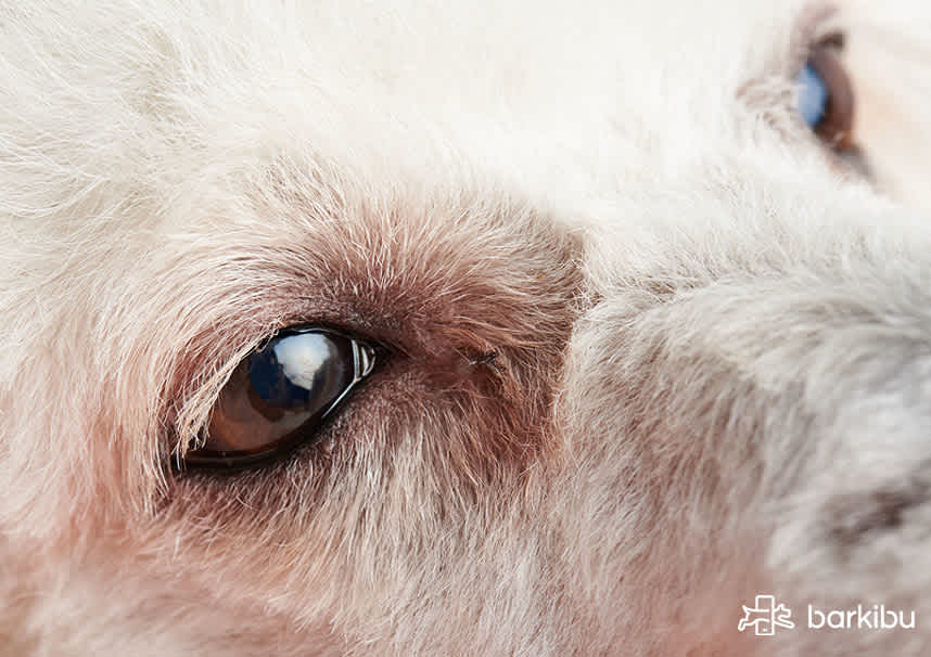 Síndrome del perro blanco síntomas y solución Barkibu