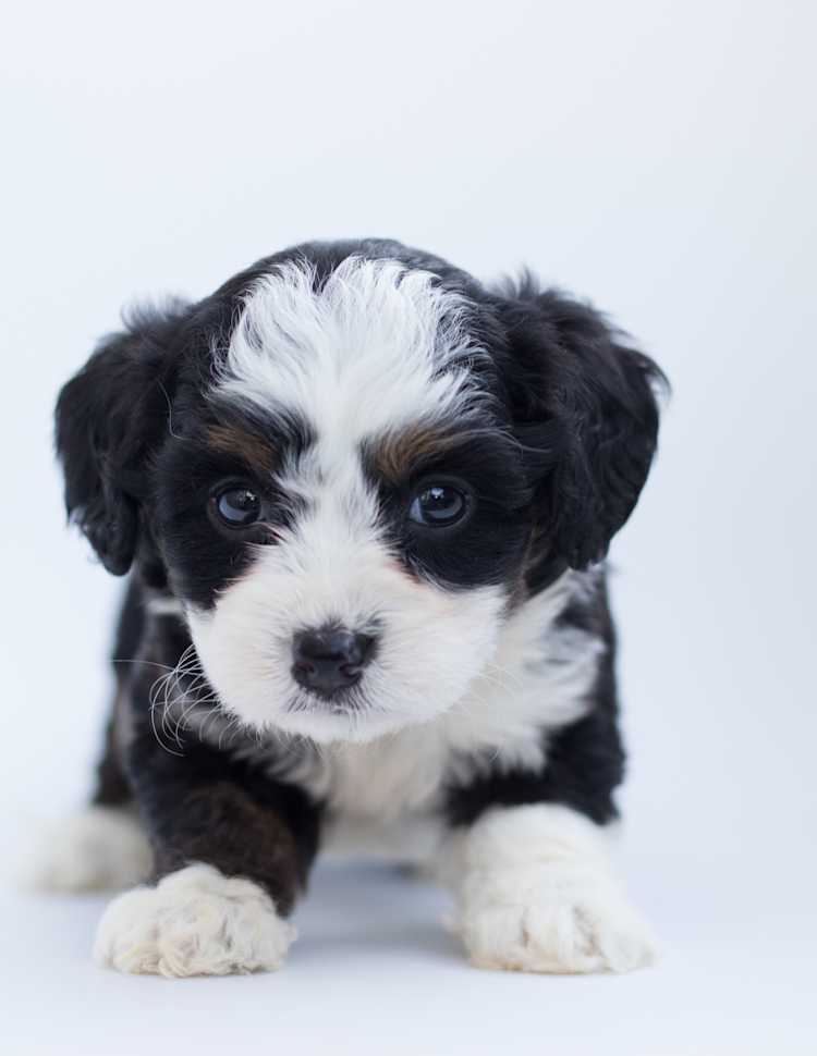 Cómo introducir un nuevo cachorro en tu hogar