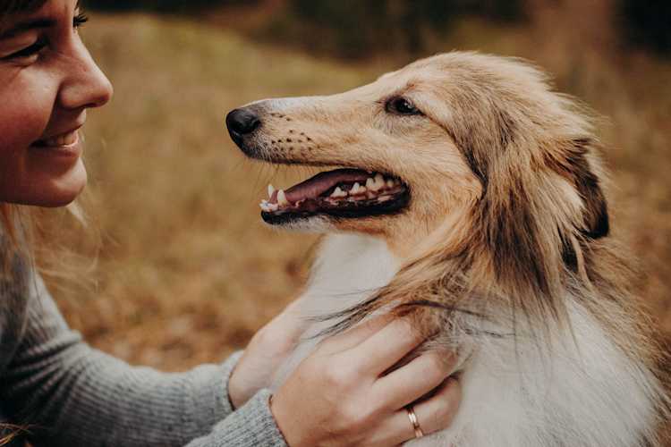 perro feliz