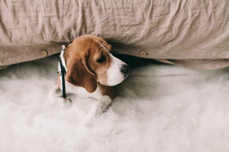 Los mejores seguros de salud para mascotas