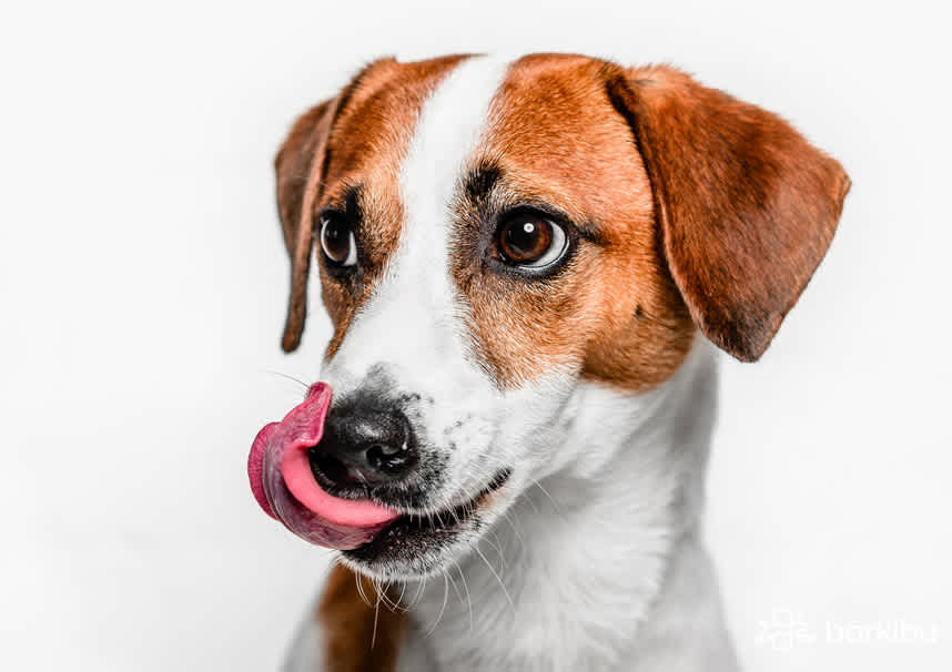 ¿Los perros pueden comer garbanzos, lentejas o quinoa?