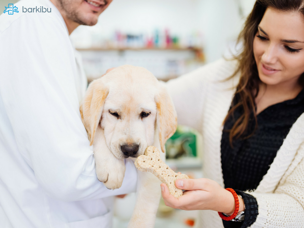 Cómo hacer la visita de mi perro al veterinario menos estresante