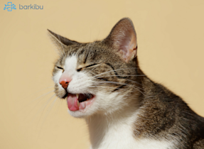 Meu gato filhote não faz fezes, o que posso fazer? - Barkibu US