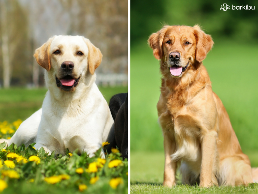 Diferencias entre un labrador y un golden Barkibu ES