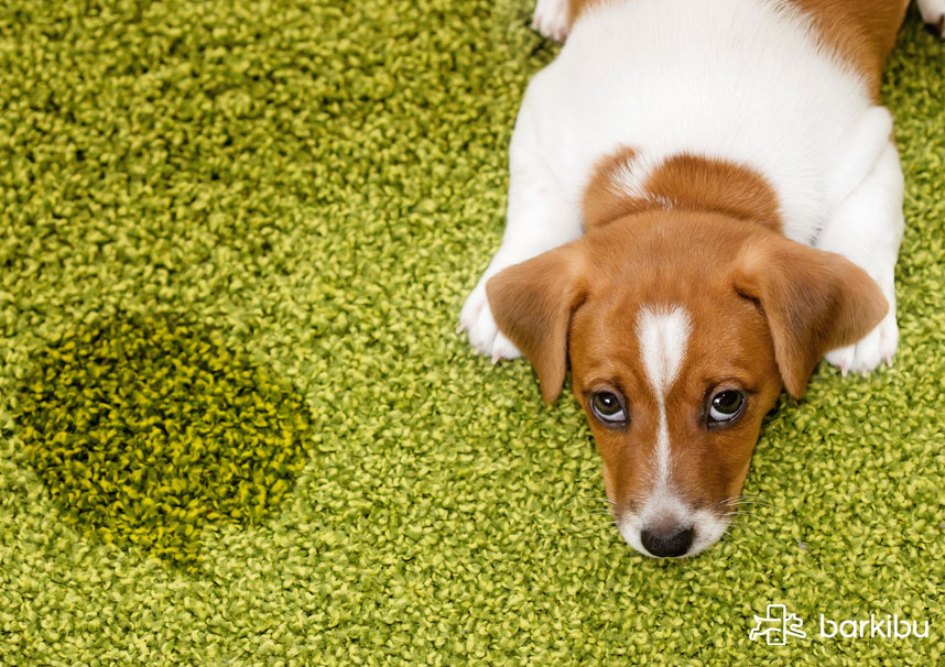 ¿Cuánto tiempo después de la esterilización, la prostatitis debería resolver al perro?