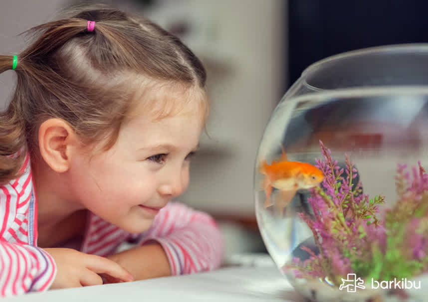 A mis peces les salieron manchas blancas, ¿qué hacer con esos puntos?
