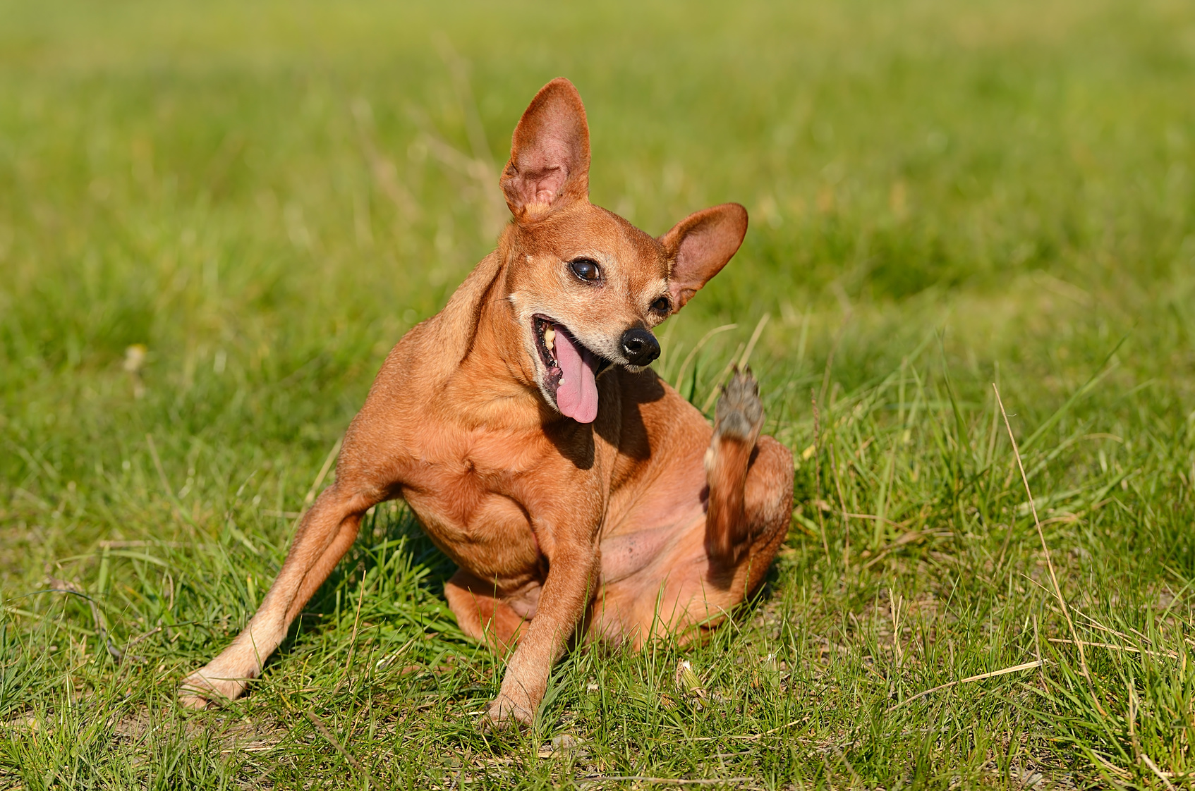 flea allergy dermatitis dogs home remedy