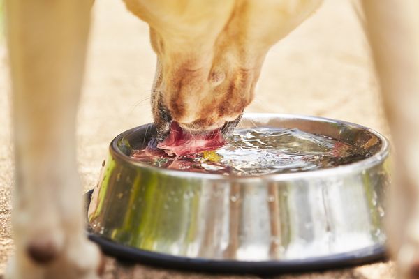 The Slimy Bacteria Living In Your Dog's Water - Barkibu ES