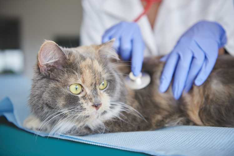 noisy-breathing-cats