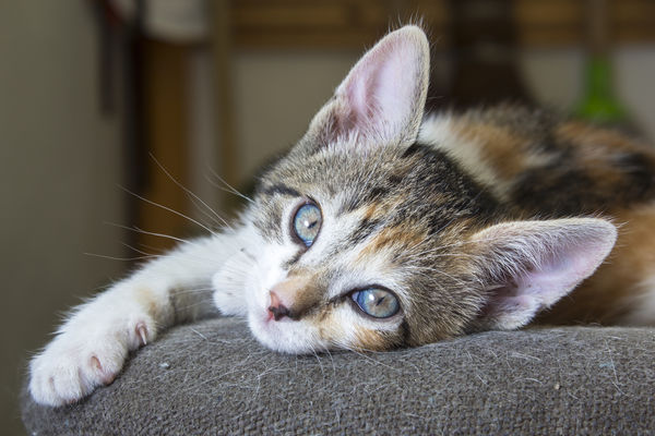 Estas Son Las Razas De Gatos Más Cariñosas ¿está El Barkibu Es