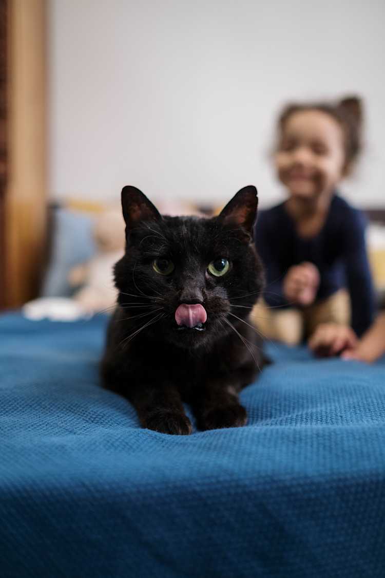 Gato negro