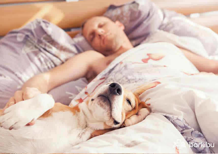Mi perro tiene y duerme conmigo, ¿qué hago? | Barkibu