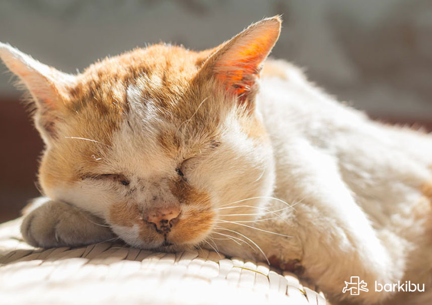 Symptoms of a dying cat of old age, of kidney failure Barkibu US