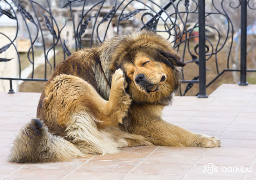 my-dog-wont-stop-scratching-biting-itself-and-has-nothing