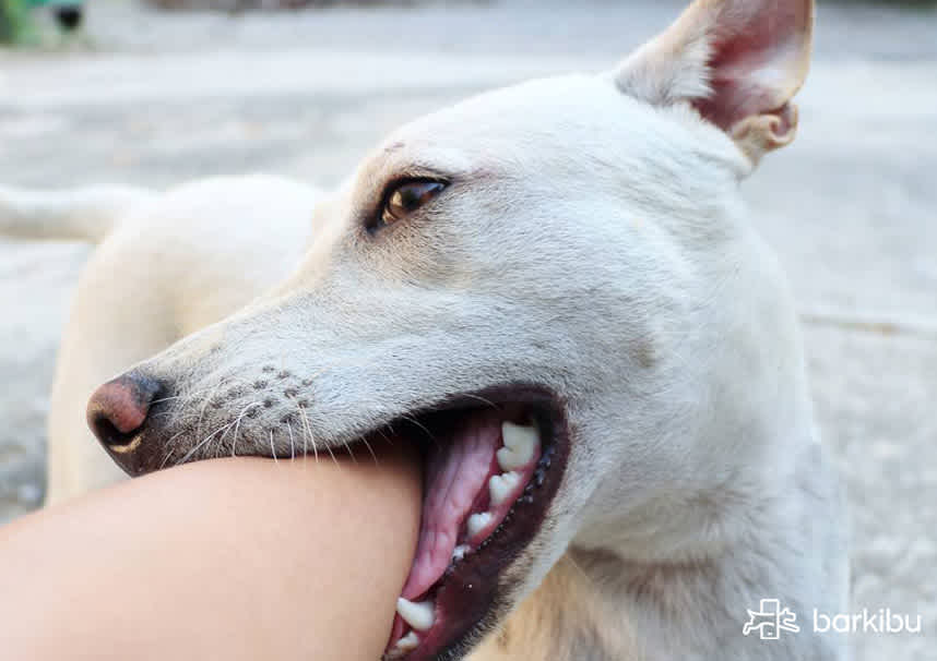 Por mi perro me muerde las manos cuando lo acaricio? | Barkibu