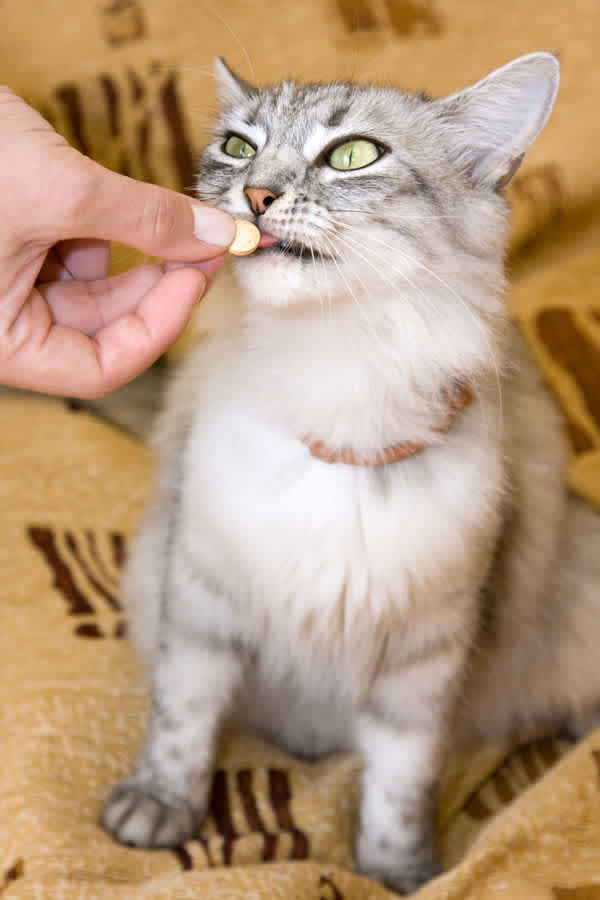 mascota medicacion