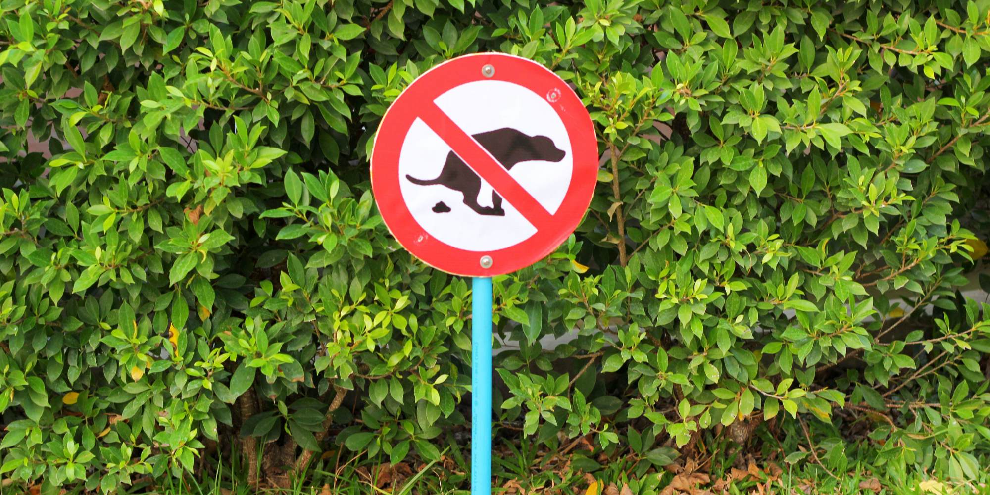 Mustardyellow dog poop, why his poop is orange? Barkibu