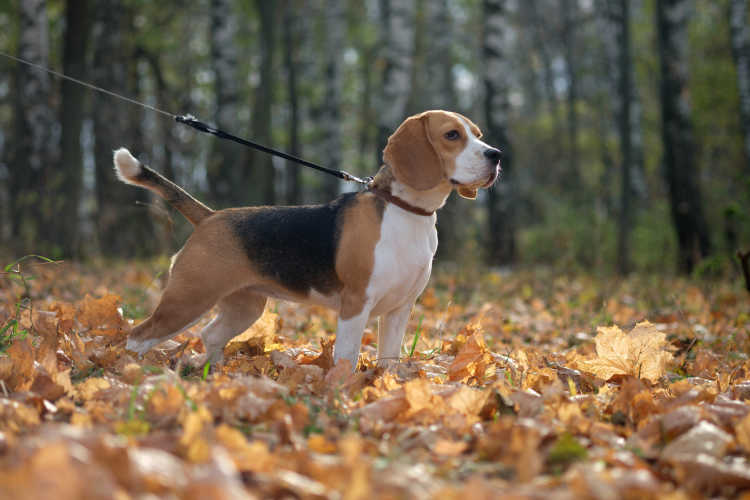 Caracteristicas del beagle