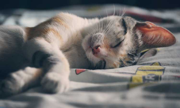 Gato durmiendo