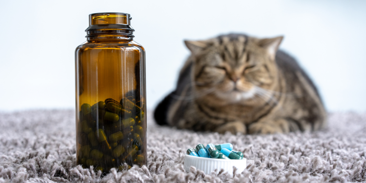 Remedios caseros para gatos enfermos del estómago