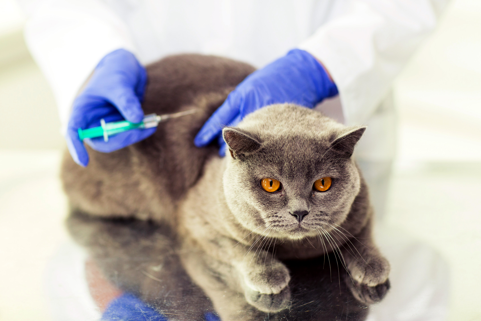 Привить кошку от бешенства. Вакцинация кошек. Прививка коту. Прививка для кошек. Кошка в ветеринарной клинике.