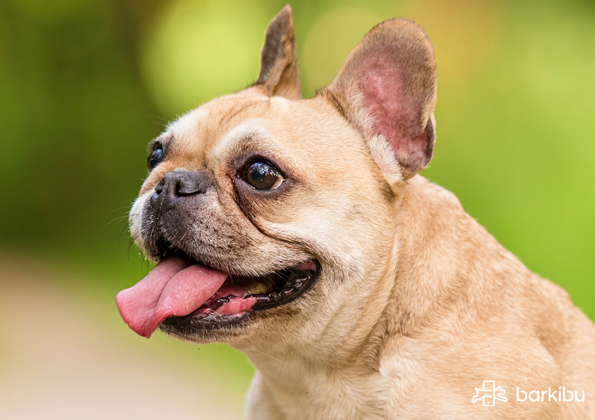 My dog doesn't bark anymore. How to make my dog Barkibu ES