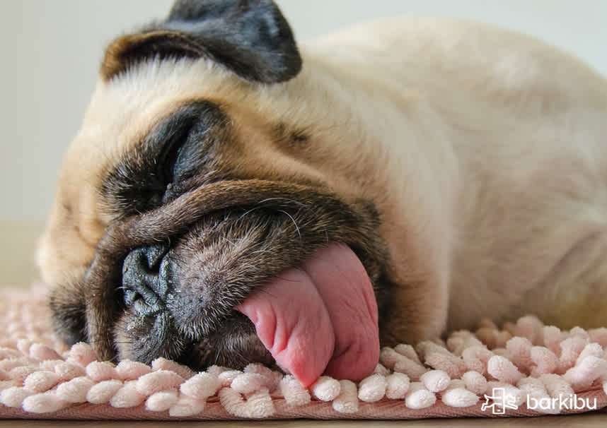 why-does-my-dog-wants-to-vomit-but-cant