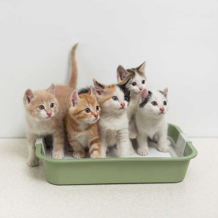 gatos caja