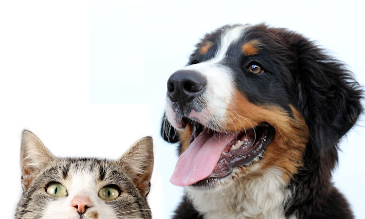 Seguros para mascotas